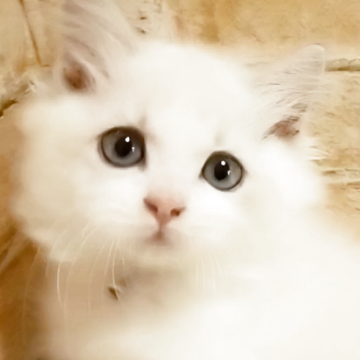 ラグドール【千葉県・男の子・2025年9月1日・ブルーポイントバイカラー】の写真「可愛い天使でメロメロに♪」