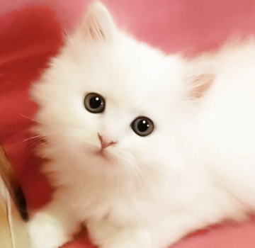 ミヌエット(長足)【千葉県・男の子・2025年9月18日・ホワイト（セミロング）】の写真「可愛く愛嬌抜群・おうちのアイドル間違いなし💕」