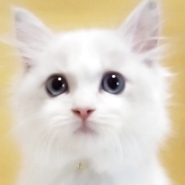 ラグドール【千葉県・女の子・2025年9月1日・ブルーリンクスバイカラー】の写真「ちょっぴり食いしん坊・・将来感大きくなりそうな予感」