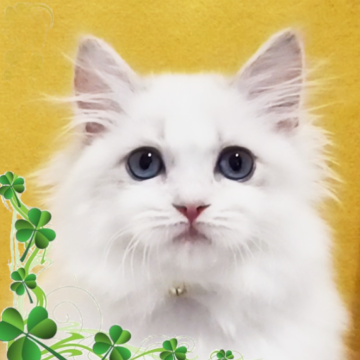 ラグドール【千葉県・女の子・2025年9月1日・ブルーリンクスバイカラー】の写真「激カワなおっとりした女の子」