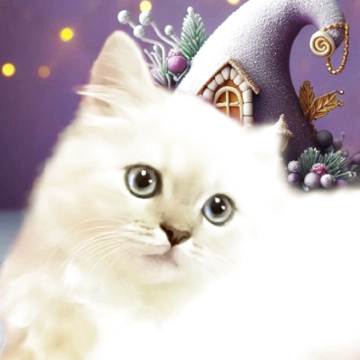 マンチカン(長足)【千葉県・女の子・2025年8月21日・ライラックポイント（セミロング）】の写真「やさしいブルーの瞳の甘えん坊」