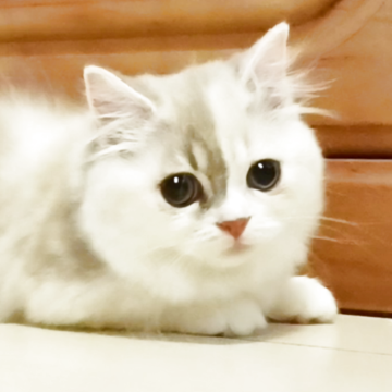 マンチカン(短足)【千葉県・女の子・2025年8月21日・ライラッククリーム&ホワイト（セミロング）】の写真「大きなクリクリお目目の性格がかわいい女の子」