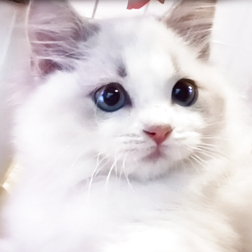 ラグドール【千葉県・女の子・2025年9月1日・ブルーリンクスバイカラー】の写真「画像でわらない可愛さ・・是非抱っこしにきてください」