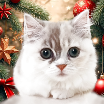 マンチカン(短足)【千葉県・女の子・2025年8月21日・ライラッククリーム&ホワイト（セミロング）】の写真「大きなクリクリお目目の性格がかわいい女の子」