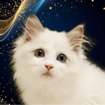 ラグドール【千葉県・男の子・2025年9月1日・ブルーリンクスバイカラー】の写真「優しく寄り添ってくれる大きな存在感に」