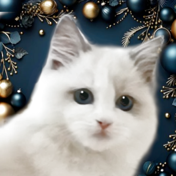 ラグドール【千葉県・男の子・2025年9月1日・ブルーリンクスバイカラー】の写真「とてもかわいい健康優良児の王子様」