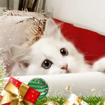 ラグドール【千葉県・女の子・2025年9月1日・ブルーリンクスバイカラー】の写真「元気で愛嬌抜群💕小柄アイドル系」