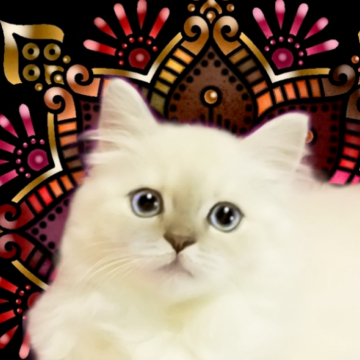 マンチカン(長足)【千葉県・女の子・2025年8月21日・ライラックポイント（セミロング）】の写真「穏やかで優しい性格の女の子です」