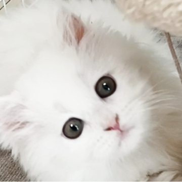 ミヌエット(長足)【千葉県・男の子・2025年9月18日・ホワイト（セミロング）】の写真「フワフワなかわいい雪の妖精　」
