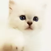 マンチカン(長足)