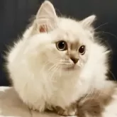 マンチカン(長足)