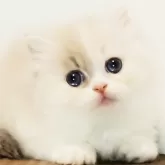 マンチカン(短足)