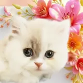 マンチカン(短足)