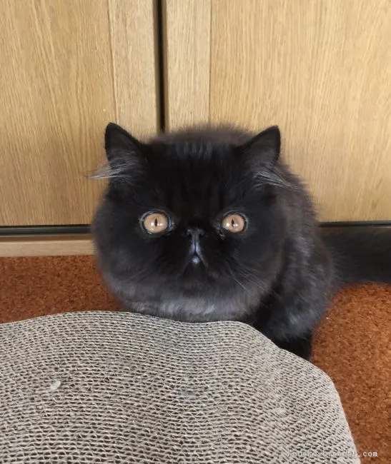 ID：1809-01041の子猫