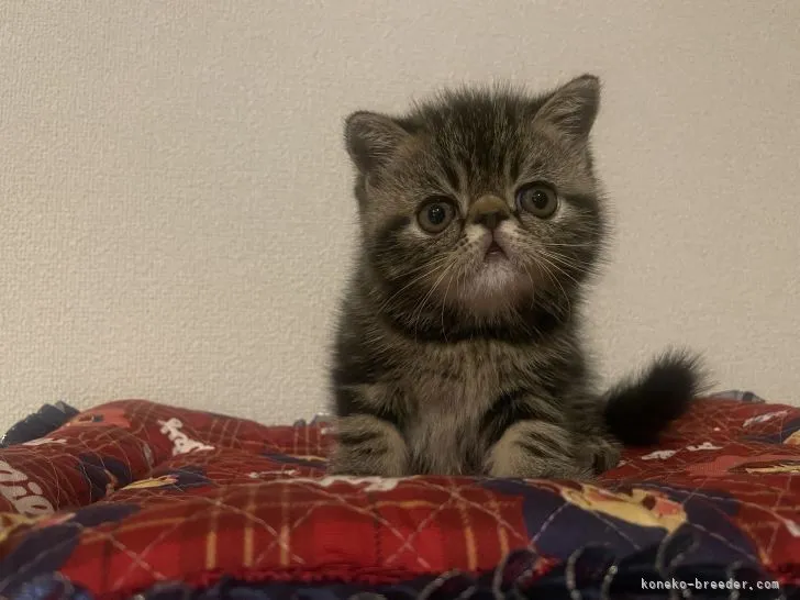 ID：2107-00381の子猫