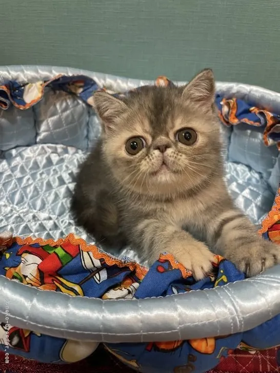 ID：2108-00254の子猫