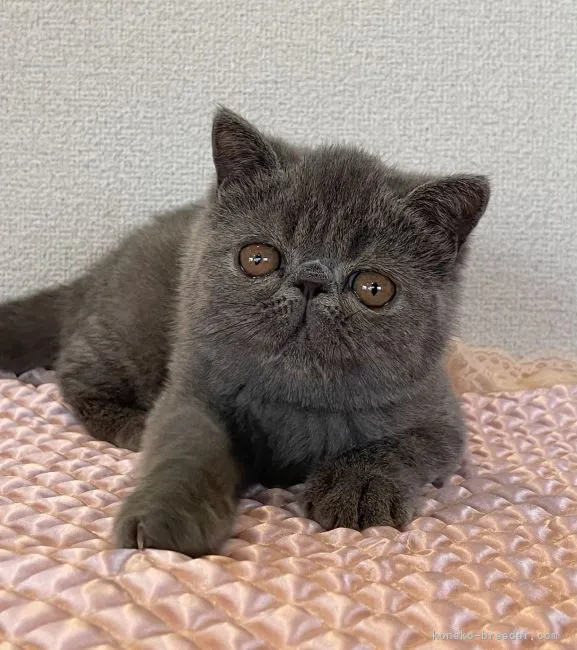 ID：2108-02317の子猫