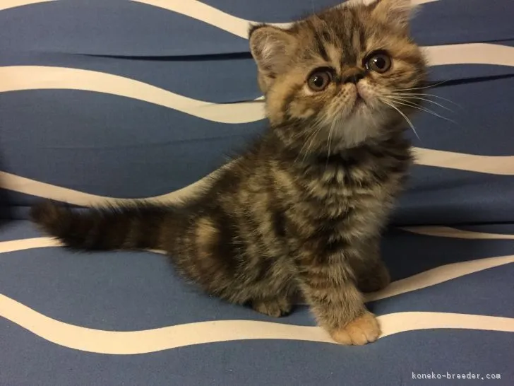 ID：1806-00853の子猫