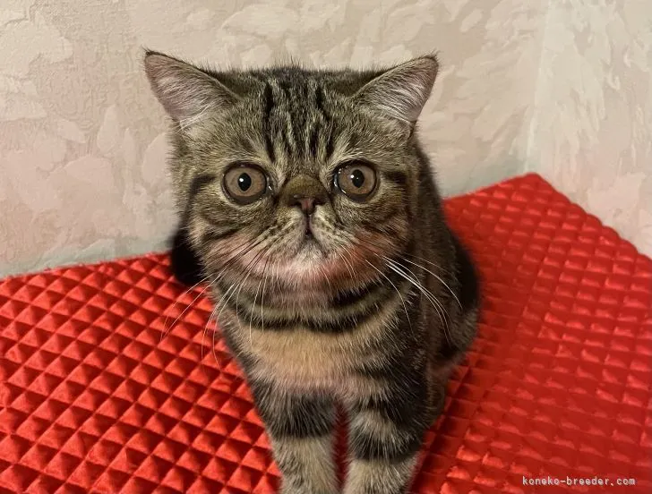 T.M 様のお迎えした子猫
