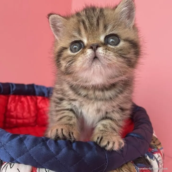 ID：2309-00770の子猫