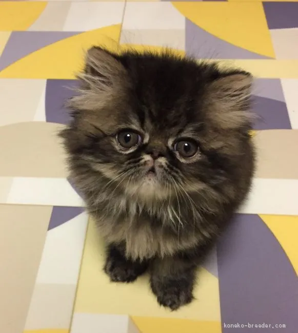 ID:1905-01215の子猫