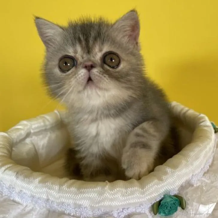 ID:2207-01477の子猫