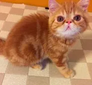 エキゾチックショートヘア【兵庫県・男の子・2019年4月15日・レッドタビー】の写真4