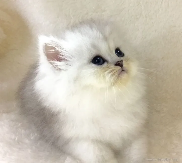 表野純子 様のお迎えした子猫