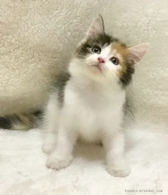 1人暮らしのサラリーマン 様のお迎えした子猫