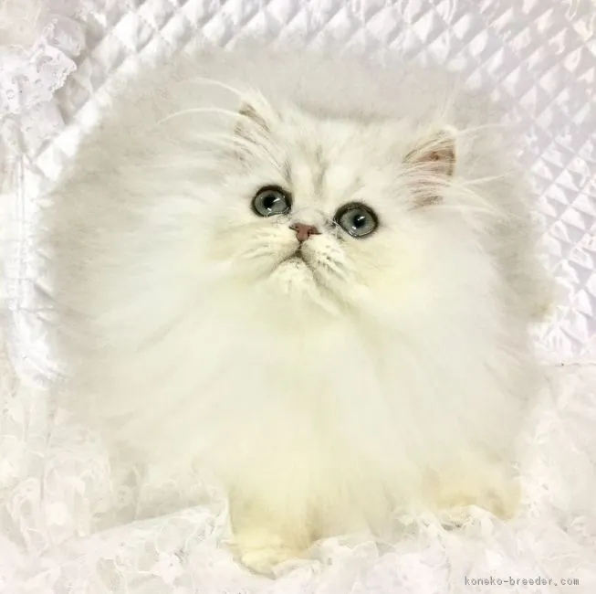 ID：1610-00551の子猫