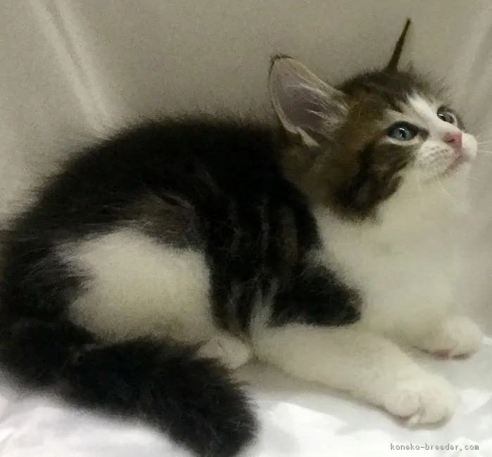 はるのじょー 様のお迎えした子猫