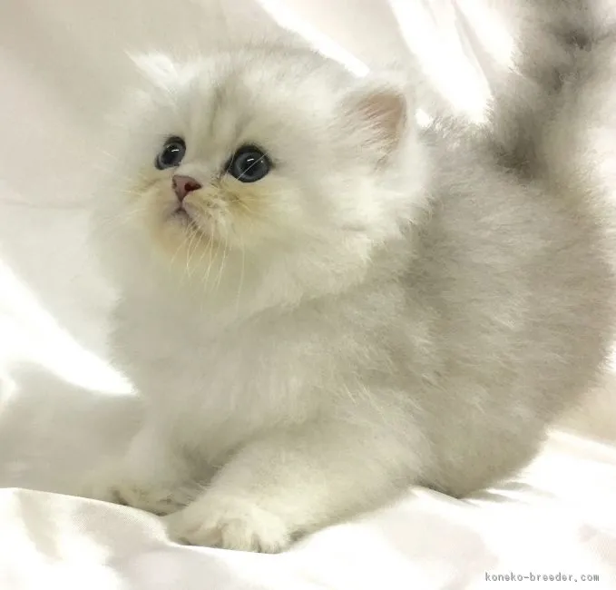 ヤマモト 様のお迎えした子猫