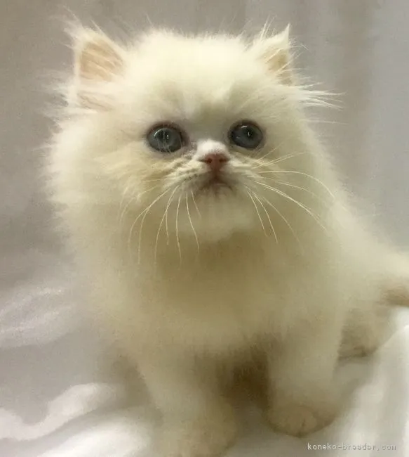 小島　敦子 様のお迎えした子猫