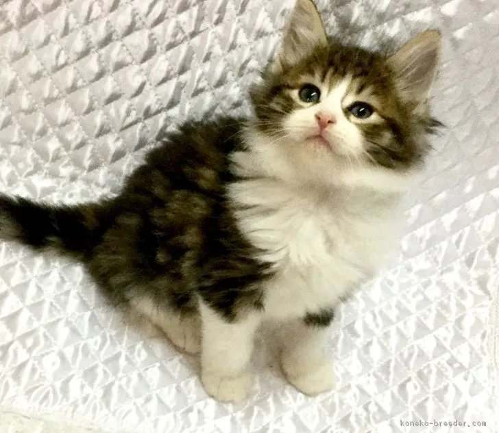 ID：1611-00801の子猫