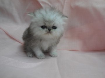 ペルシャ(チンチラ)【愛知県・男の子・2014年2月15日・シルバー】の写真「パパはチャンピオンです。」