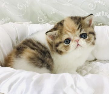 エキゾチックショートヘア【愛知県・女の子・2021年6月6日・ブラウンパッチドマッカレルタビー&ホワイト】の写真「スペシャルに可愛いです。」