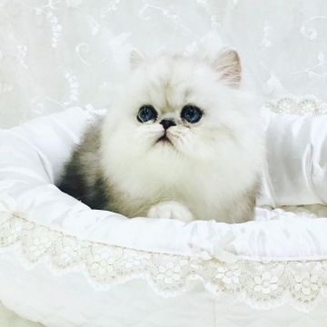 ペルシャ【愛知県・男の子・2021年3月20日・シェーデットシルバー】の写真「抜群に性格の良い可愛い僕です。」