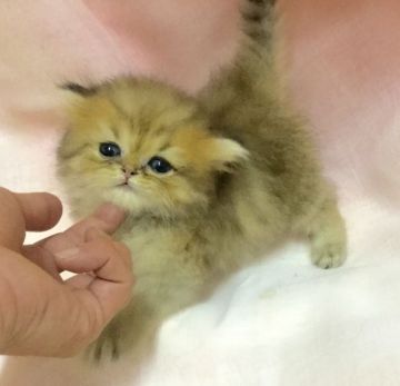 ペルシャ(チンチラ)【愛知県・男の子・2015年6月25日・チンチラゴールデン】の写真「少し小ぶりな子です♪」