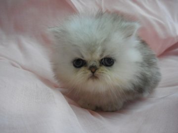 ペルシャ(チンチラ)【愛知県・男の子・2014年2月15日・シルバー】の写真「パパはチャンピオンです。」