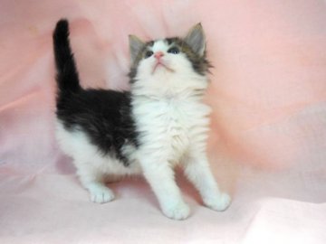 ノルウェージャンフォレストキャット【愛知県・男の子・2014年4月23日・ブラウンクラシックタビー&ホワイト】の写真「とても可愛い子です♪」