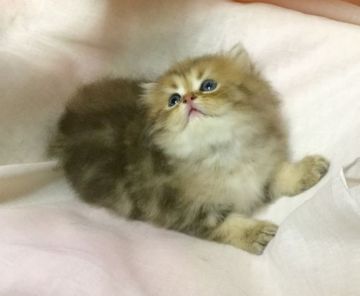 ペルシャ(チンチラ)【愛知県・女の子・2015年6月25日・チンチラゴールデン】の写真「とても明るい性格してまーす♪」