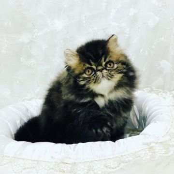 エキゾチックショートヘア【愛知県・男の子・2020年12月31日・ブラウンタビー&ホワイト】の写真「抜群に可愛いです！」