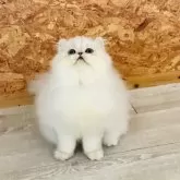 ペルシャ(チンチラ)【愛知県・男の子・2024年5月22日・チンチラシルバー】の写真3