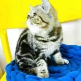 エキゾチックショートヘア【愛知県・女の子・2025年3月31日・ブラウンタビー】の写真10