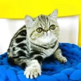 エキゾチックショートヘア【愛知県・女の子・2025年3月31日・ブラウンタビー】の写真11