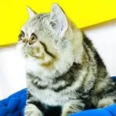 エキゾチックショートヘア【愛知県・女の子・2025年3月31日・ブラウンタビー】の写真13