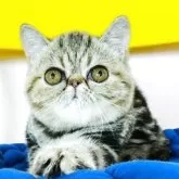 エキゾチックショートヘア【愛知県・女の子・2025年3月31日・ブラウンタビー】の写真14