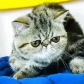 エキゾチックショートヘア【愛知県・女の子・2025年3月31日・ブラウンタビー】の写真15