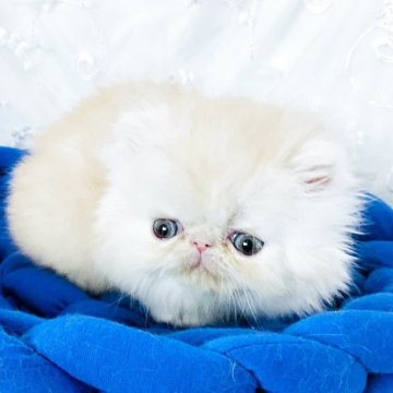 エキゾチックショートヘア【愛知県・男の子・2025年3月27日・カメオマッカレルタビー&ホワイト】の写真「のんびりしている僕です」