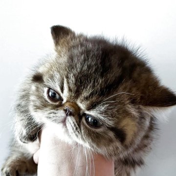 エキゾチックショートヘア【愛知県・女の子・2025年10月1日・ブラウンマッカレルタビー】の写真「パパはCFAGC,RWです！」